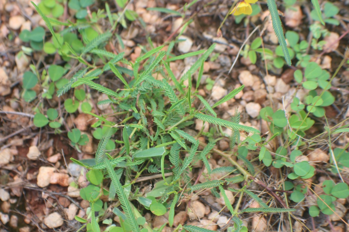 Chamaecrista mimosoides (L.) Greene